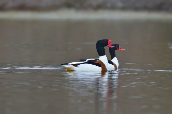 Ortak shelduck - tadorna tadorna — Stok fotoğraf