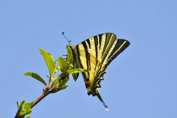 Borboleta em habitat natural (rabo de andorinha escasso ) — Fotografia de Stock