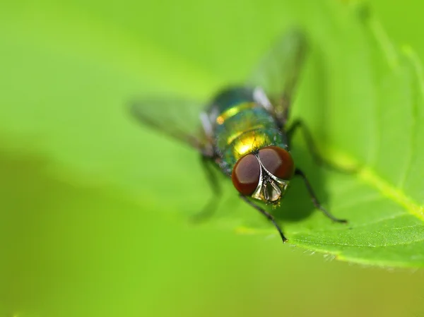 Golden colored fly on leaf closeup view — Stock Photo, Image