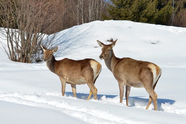 겨울에는 사슴 — 스톡 사진