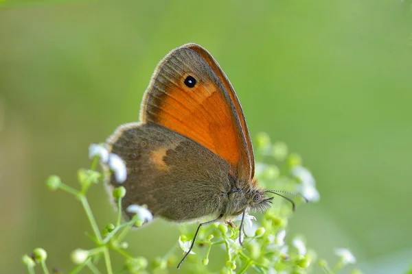 自然の生息地で蝶します。 — ストック写真