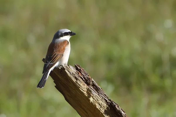 Red-backed Shrike (Lanius collurio) — Stock Photo, Image