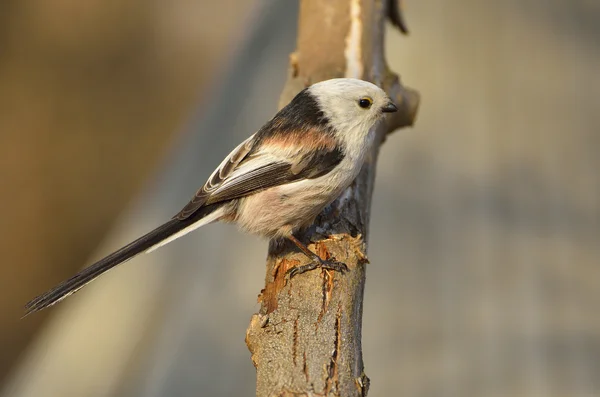 Dlouho sledoval tit — Stock fotografie