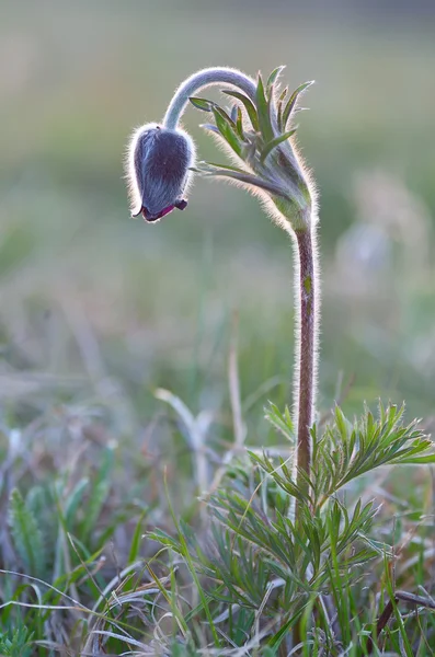 Pasqueflower Montaña (Pulsatilla montana) en flor en una mañana de marzo Imagen de stock