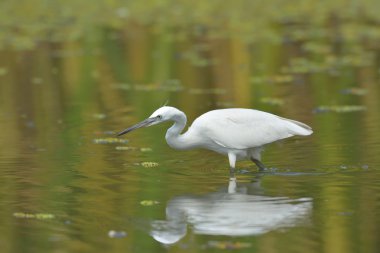 Küçük Egret (Egretta garzetta)