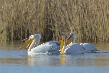 Pelikan (pelecanus onocrotalus doğal ortamlarında)