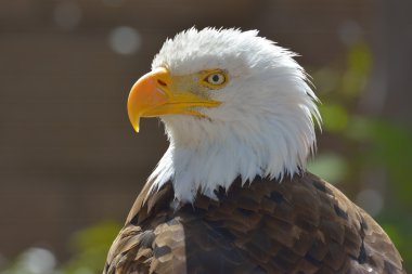Kel kartal (haliaeetus leucocephalus) portre