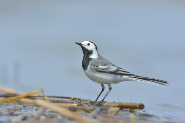 Beyaz Wagtail - motacilla alba