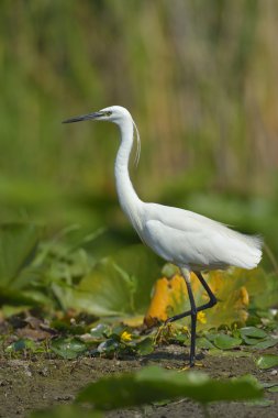 Küçük Egret (Egretta garzetta)