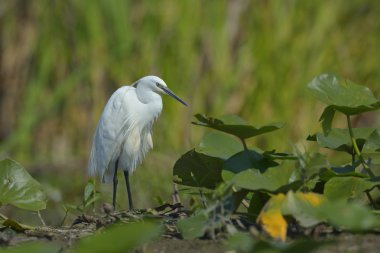 Küçük Egret (Egretta garzetta)