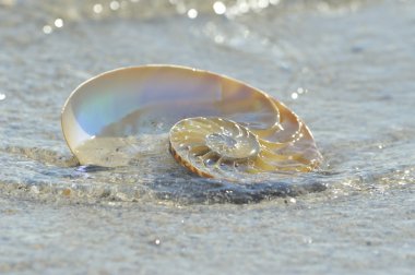 Nautilus kabuğu bölümü