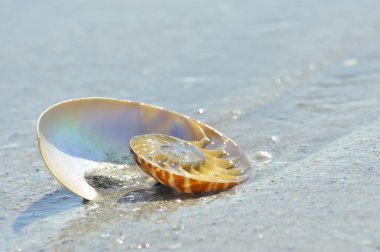 Nautilus kabuğu bölümü