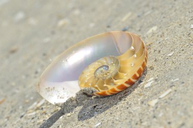 Nautilus kabuğu bölümü