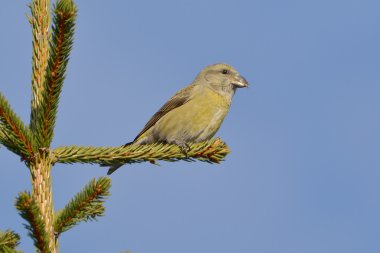 Crossbill in natural habitat - Loxia curvirostra clipart