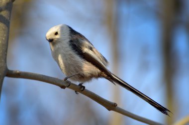 Uzun baştankara kuyruklu (Aegithalos caudatus)