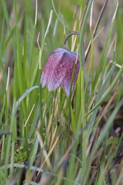 Yılan Başı Fritillary ( Fritillaria meleagris )