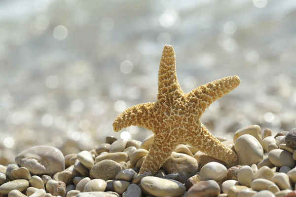 Zeesterren — Stockfoto