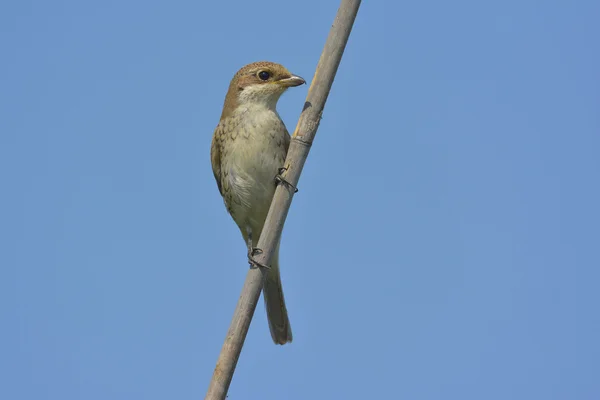 Shrike de apoio vermelho (Lanius collurio ) — Fotografia de Stock