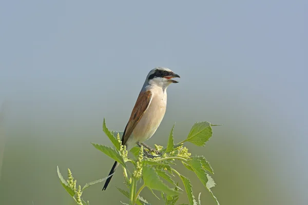 Pie-grièche à dos rouge, Lanius collurio, mâle célibataire — Photo