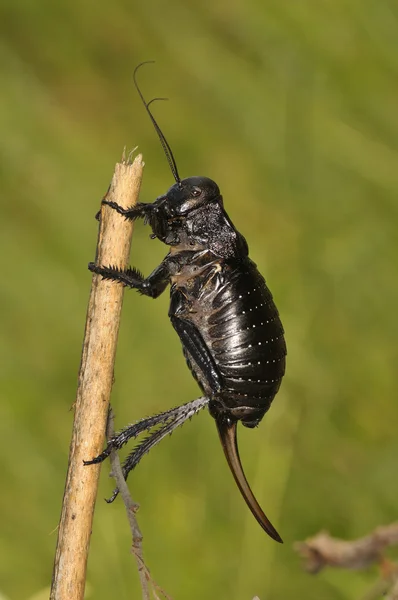 Big-bellied cricket (Bradiphorus Dasiphus) — Stockfoto