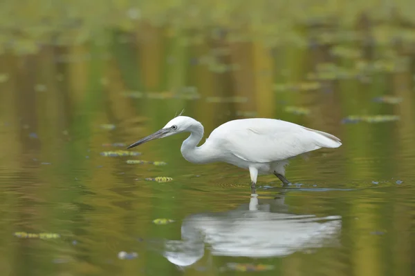 Little egret (egretta garzetta) — Stock Photo, Image