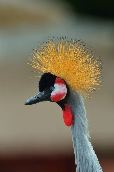 Grey Crowned Crane (balearica Regulorum) — Stock Photo, Image