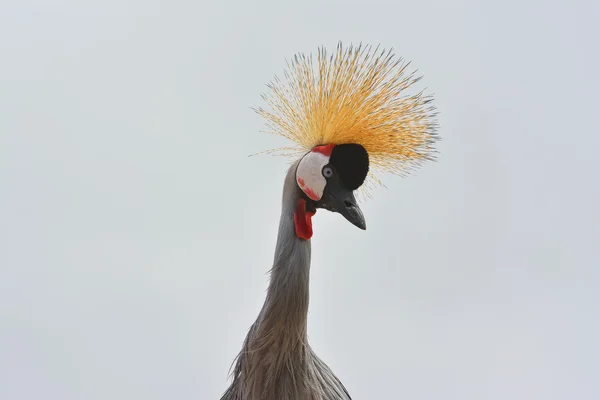 Grey Crowned Crane (balearica Regulorum) — Stock Photo, Image