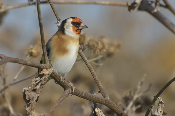 El jilguero europeo en la bardana - carduelis carduelis —  Fotos de Stock