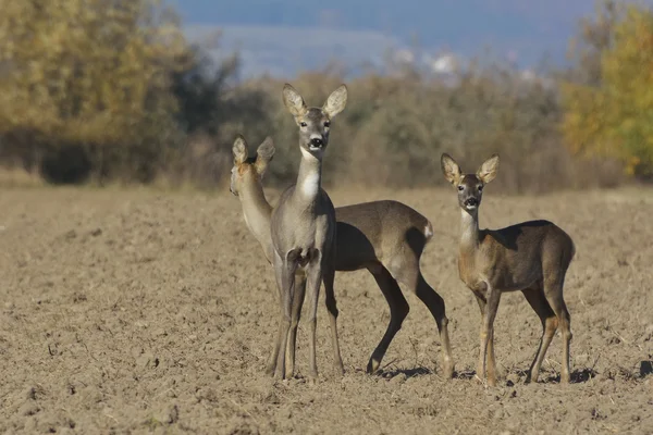 Roebuck (capreolus capreolus) — Zdjęcie stockowe