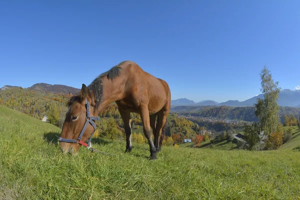 Beautiful horse on the green grass — Stock Photo, Image