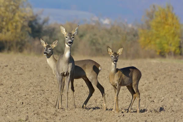 Roebuck (capreolus capreolus) ) — стоковое фото