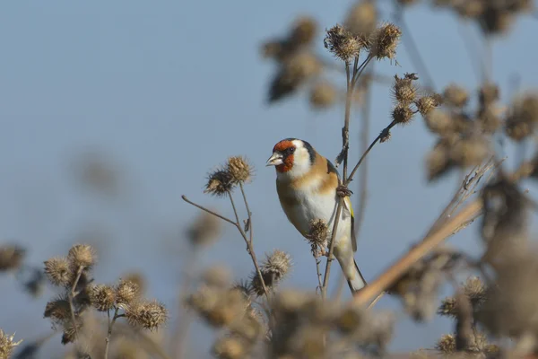 Goldfinch european pe brusture - carduelis carduelis — Fotografie, imagine de stoc