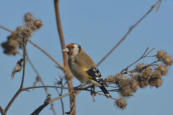 Goldfinch europeu na bardana - carduelis carduelis — Fotografia de Stock