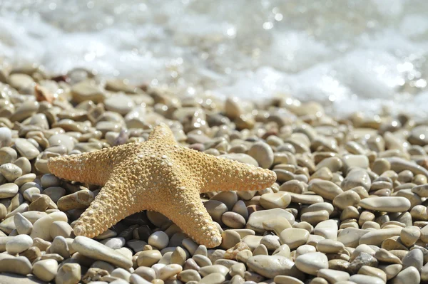 Zeesterren — Stockfoto