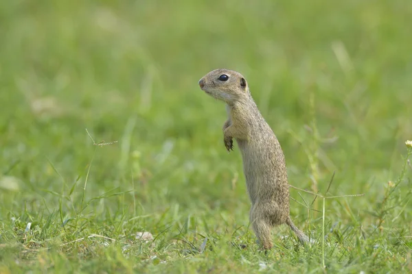 European ground squirrel (Spermophilus citellus) — Stock Photo, Image