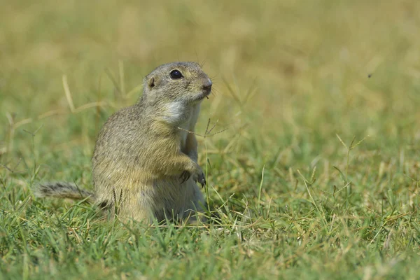 Avrupa zemin sincap (Spermophilus citellus) — Stok fotoğraf