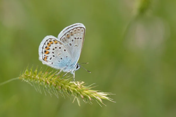 Blauwe vlinder buiten (polyommatus icarus) — Stockfoto