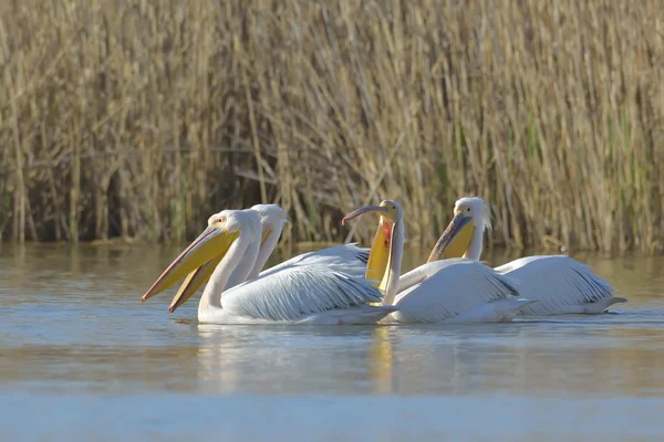 Pelicanos em habitat natural (pelecanus onocrotalus ) — Fotografia de Stock