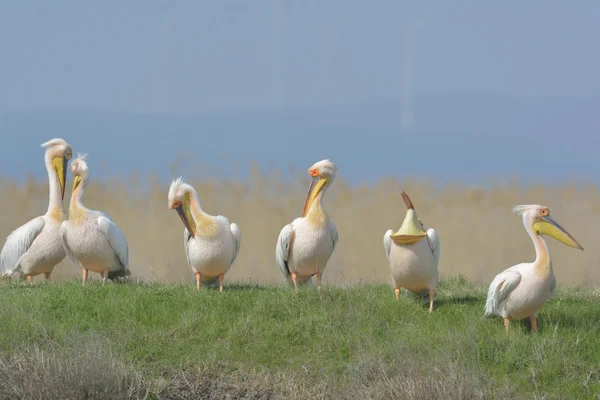 Pelicans In natural habitat (pelecanus onocrotalus) — Stock Photo, Image