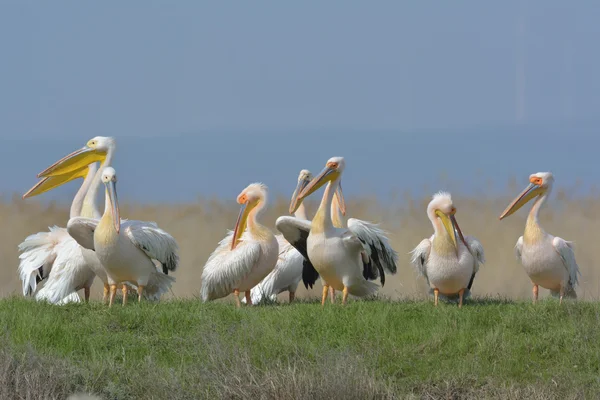 Pelicans In natural habitat (pelecanus onocrotalus) — Stock Photo, Image