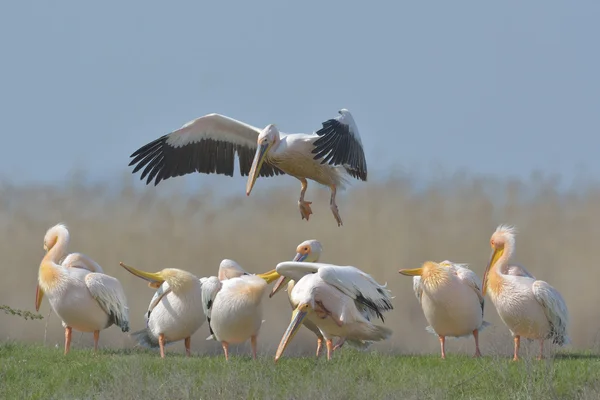 Pélicans dans l'habitat naturel (pelecanus onocrotalus ) — Photo