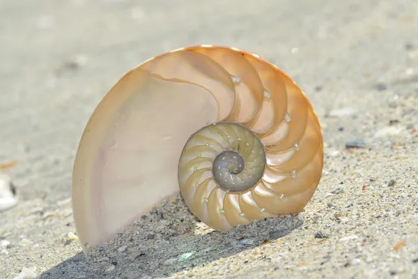 Sezione guscio di Nautilus — Foto Stock