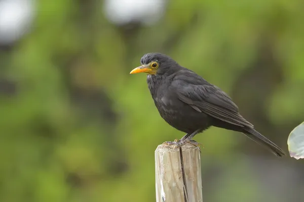 Pássaro-preto, Turdus merula — Fotografia de Stock