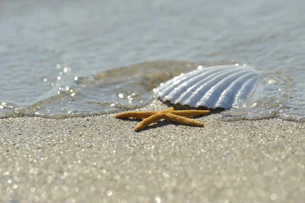 Kabuk ve denizyıldızı kum üzerinde — Stok fotoğraf