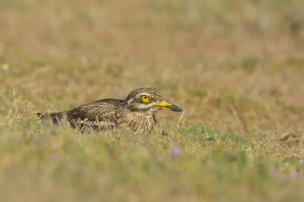 Burhinus oedicnemus — Fotografia de Stock