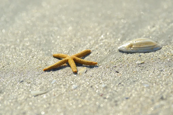 Zeester op zand — Stockfoto