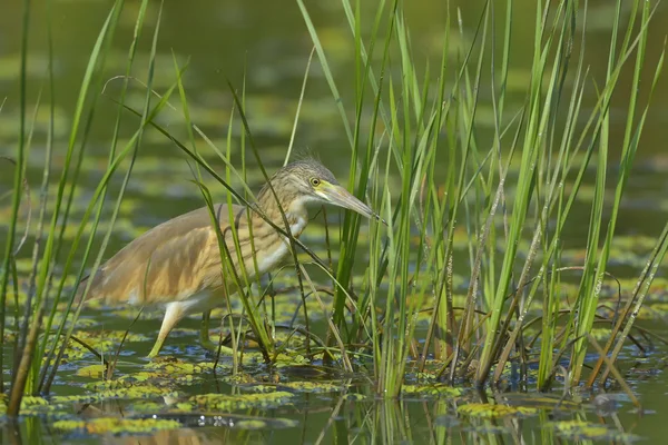 Golden heron (ardeola ralloides) — Stock Photo, Image