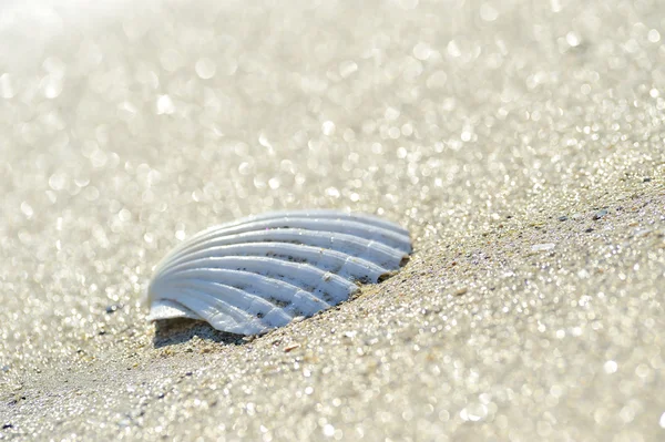 Powłoki na piasku — Zdjęcie stockowe