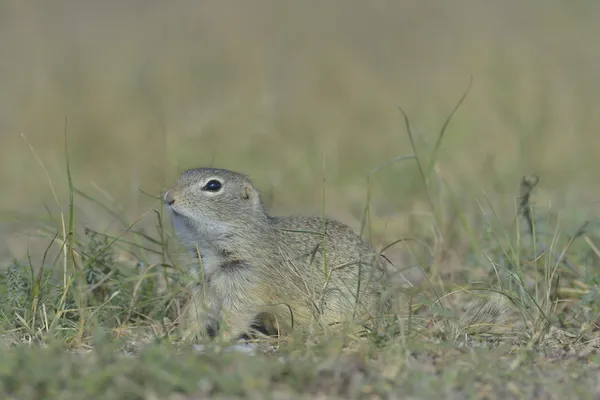 Europäisches Ziesel (spermophilus citellus)) — Stockfoto