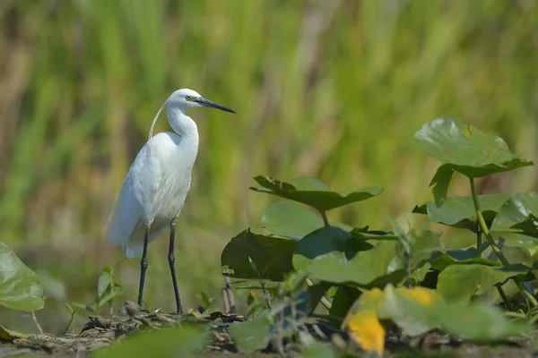 Silberreiher (Egretta garzetta)) — Stockfoto